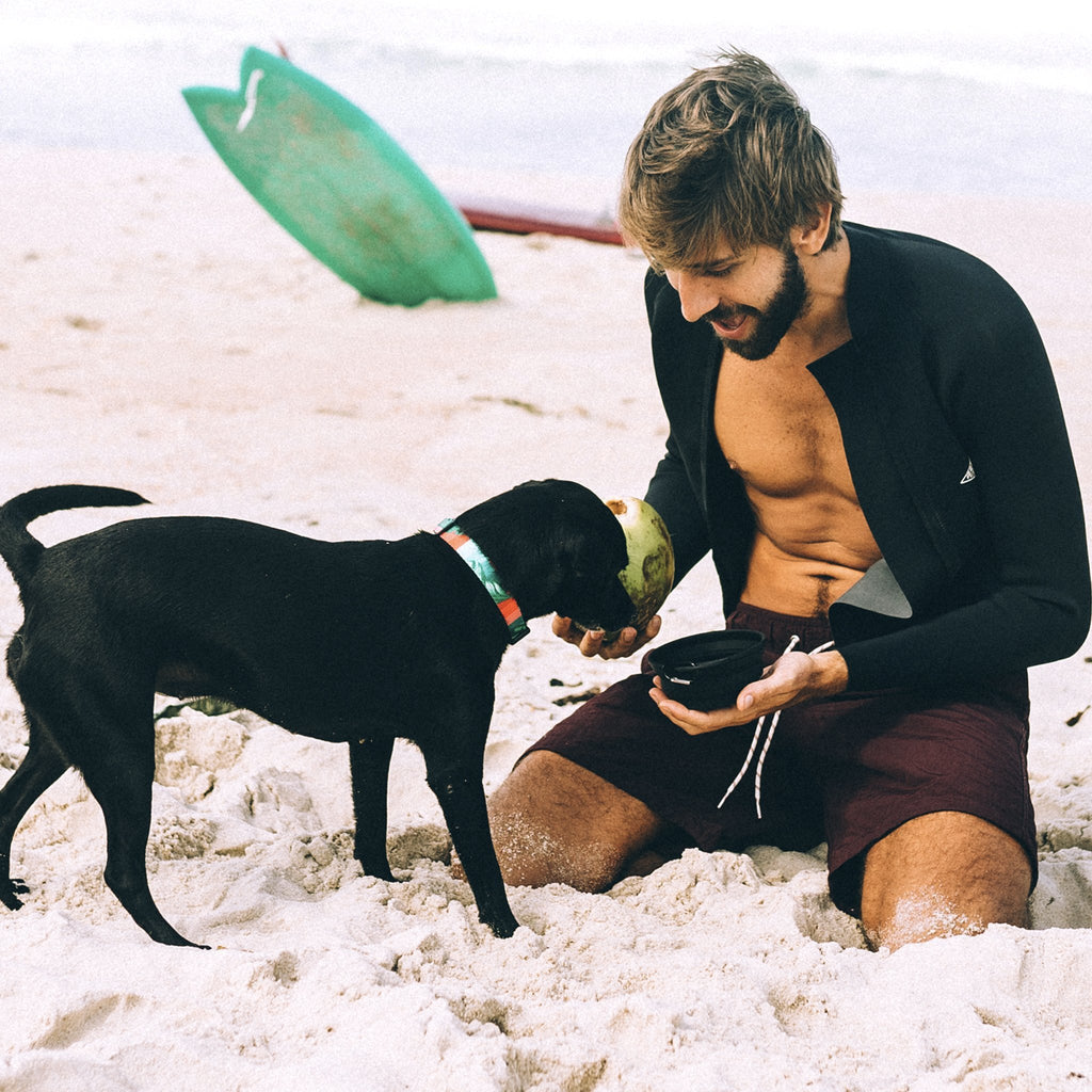 Bali Collar - Pet Fashion