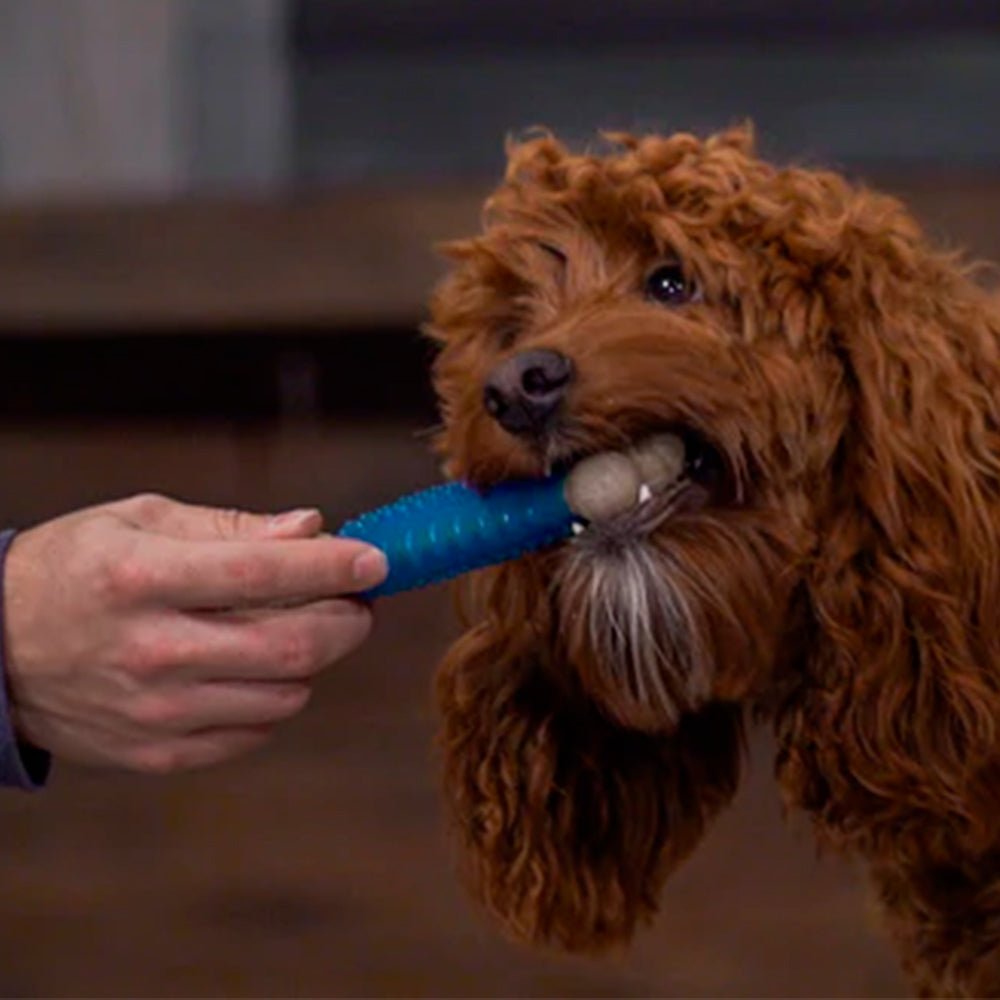 Bonetics Medium Dental Bone Mint Flavor juguete para perro - Pet Brands