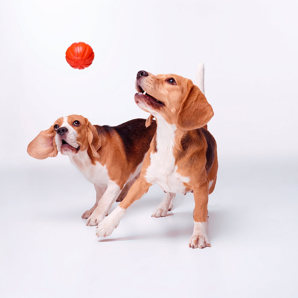 Liker 7 Pelota para Cachorros y razas pequeñas Y medianas - Pet Fashion