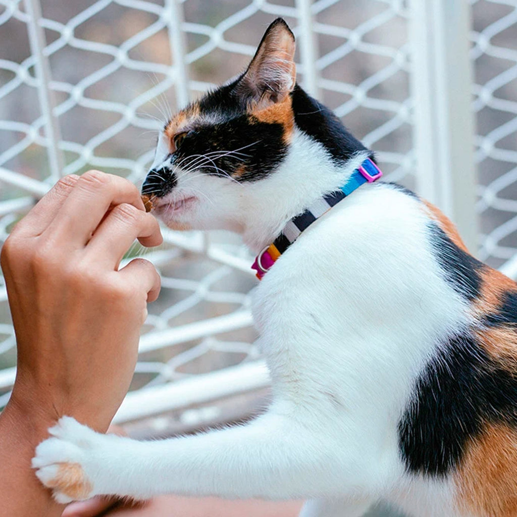 Prisma Cat Collar - Pet Fashion