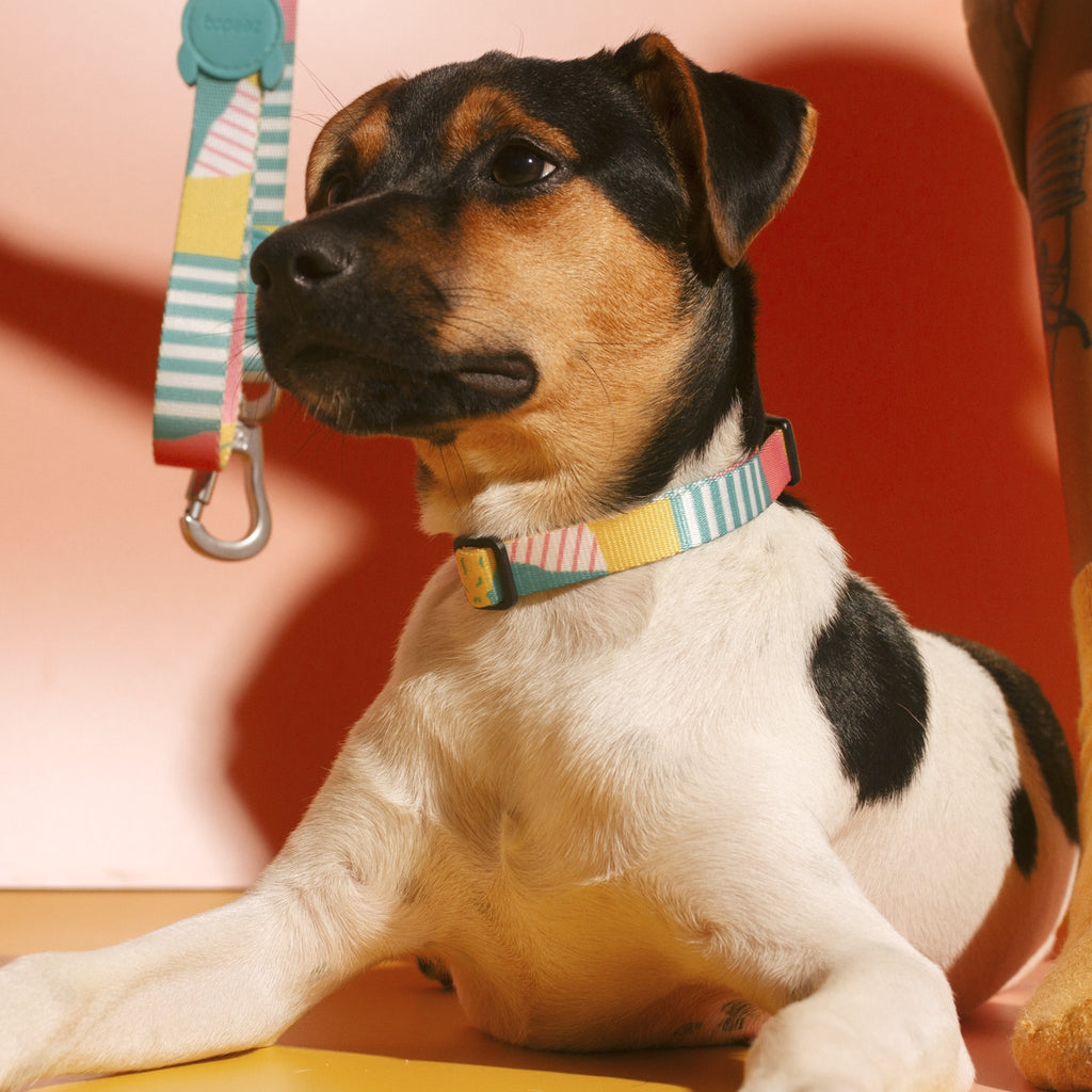 SALINAS COLLAR - Pet Fashion