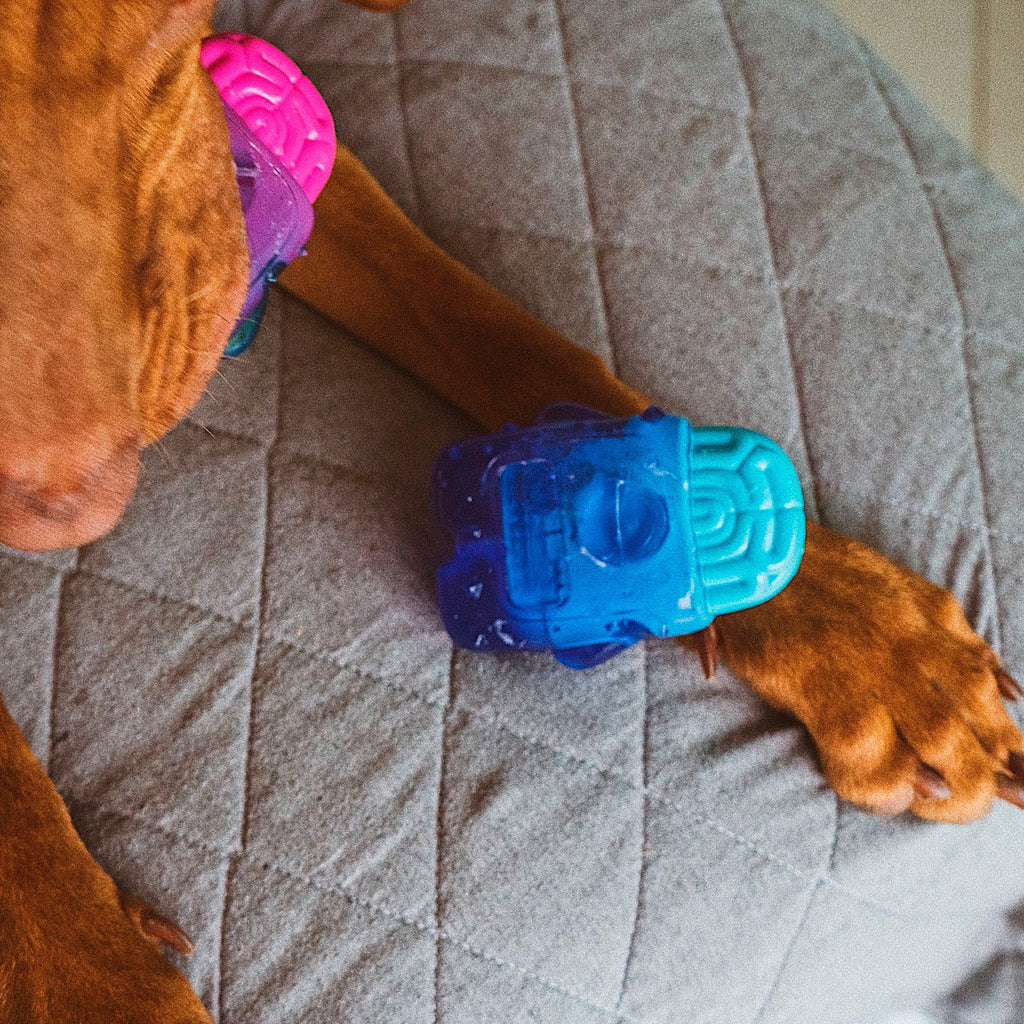 ZEE.DOG Brain Freeze - Pet Fashion