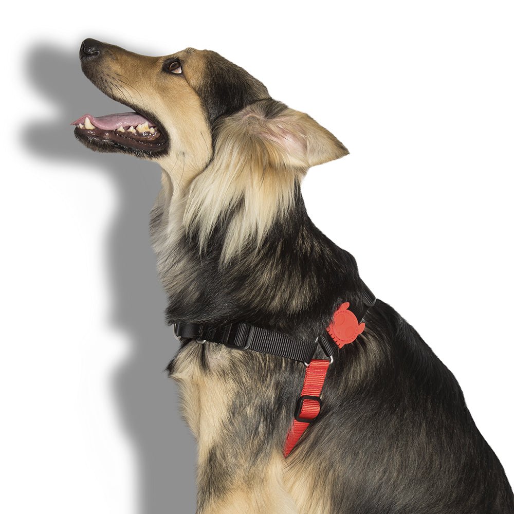 Zee.dog Fatboy Soft-Walk Harness - Pet Fashion