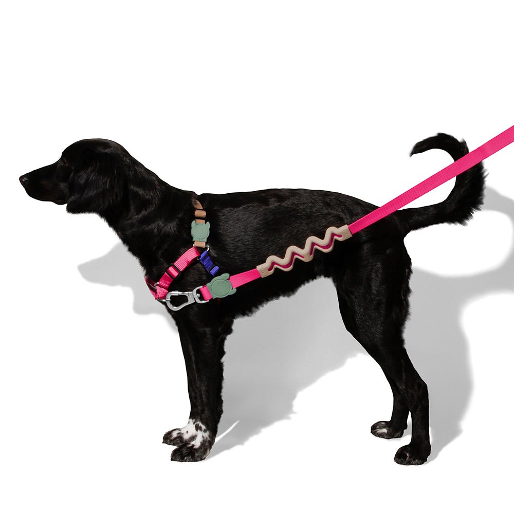 Zee.dog Yucca Soft-Walk Harness – Pet Fashion